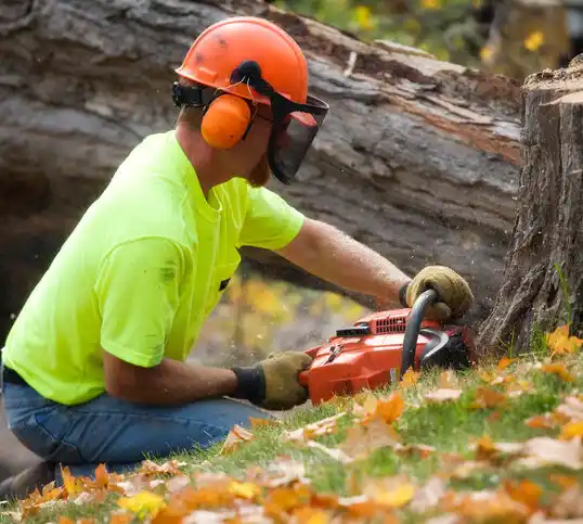 tree services Westlake